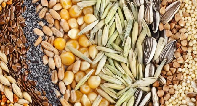 Seed Processing