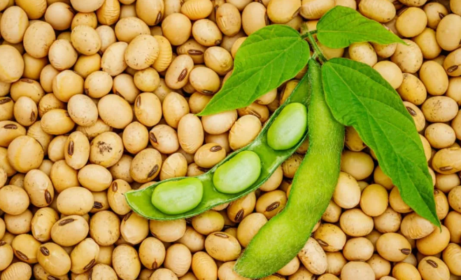 Soybean Processing